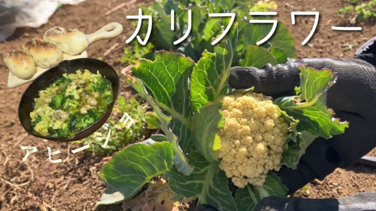 ブロッコリー＆カリフラワー＆牡蠣deアヒージョ　Broccoli, Cauliflower, and Oyster Ahihjo