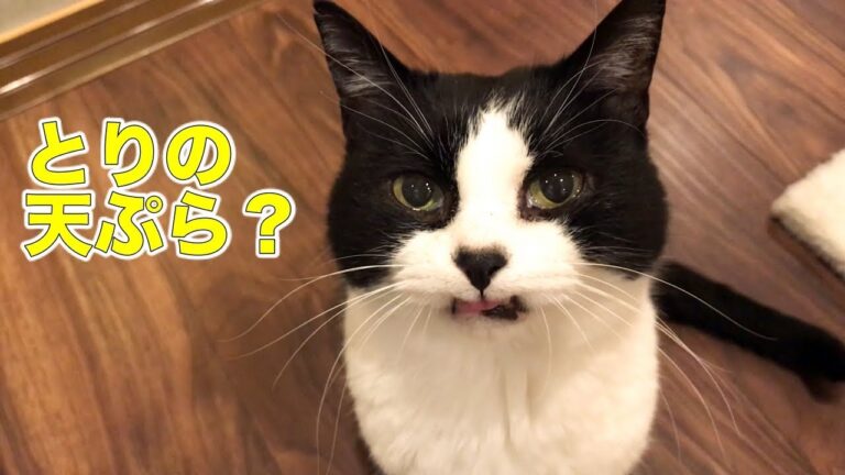 とり天の鶏胸肉を味見した猫、夜食にとっておいたのかい？