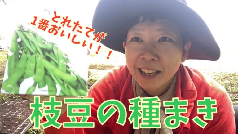とれたてが1番おいしい！！枝豆の種まき