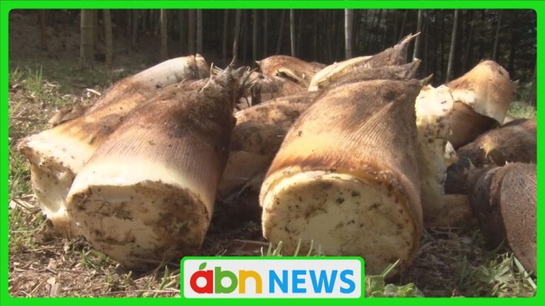 「タケノコ狩り」スタート！寒さの影響で生育に遅れも「このままいけばGWにはだいぶ伸びてくるのかな」（abnステーション　2025.04.22）