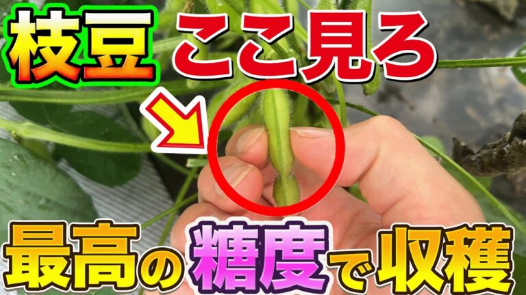 【超簡単】枝豆の収穫時期を見極めるにはココを見ろ！甘味を最大限に引き出す方法おしえます