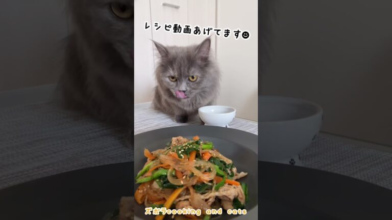 プルコギ春雨with cats #shorts