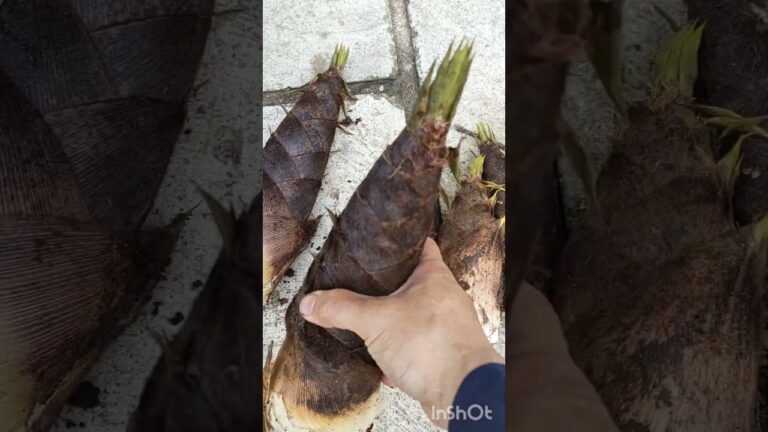 たけのこの収穫にょきにょき孟宗竹春の天ぷらタケノコ筍