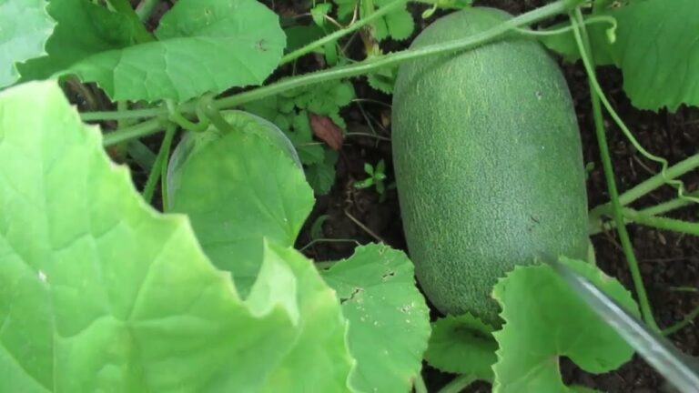 「かりもり」を育ててみた