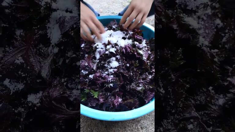梅干し用に赤紫蘇を塩揉みする #shorts