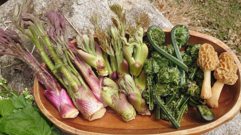 2025年 山菜など8種で天ぷら蕎麦（タラノメ,山ウド,コゴミ,アミガサタケ,筍,葉わさび他）
