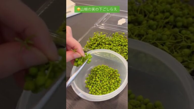 山椒の実の下ごしらえ😊夏の小吸物必須＃小分けにして冷凍保存＃白醬油漬け＃幸菜庵＃茶懐石料理教室＃shorts