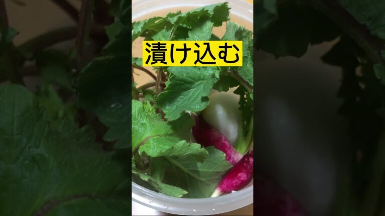 蕪・二十日大根の塩麹漬け　#shorts