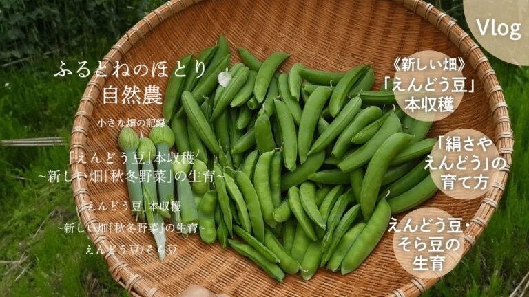 「えんどう豆」本収穫②〜新しい畑「秋冬野菜」の生育〜25年4月25日