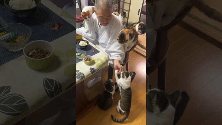 住職の朝ごはん。里芋の煮物 味のり きゅうりの漬物 切り昆布の炒め煮 ごはんとみそ汁