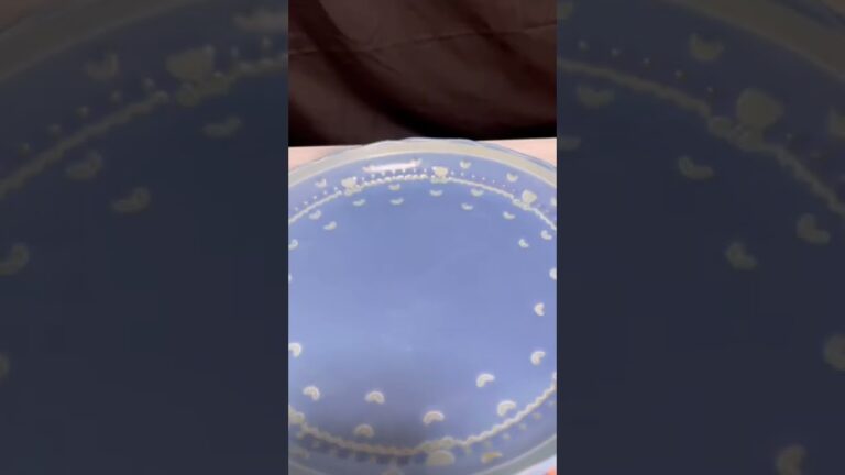 焼きナス豚しゃぶ