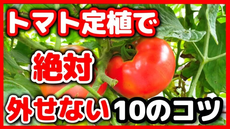 初心者必見トマト定植時に絶対に外せない簡単10のコツ！