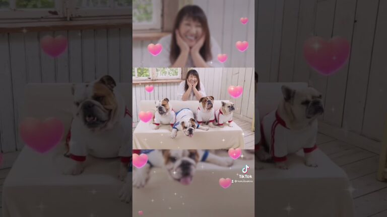 北斗晶プロデュースのワンちゃんウェアブランド『coraźon』 #shorts