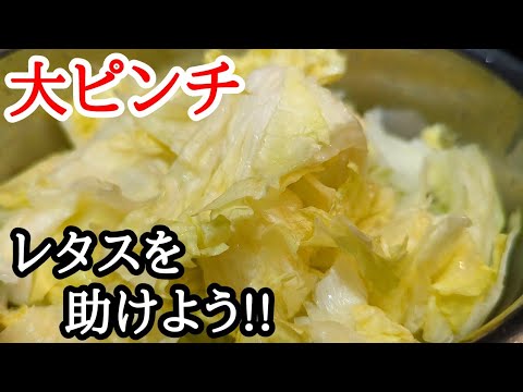 生産農家さんが困ってます!?今だけでもレタスを皆で食べませんか？