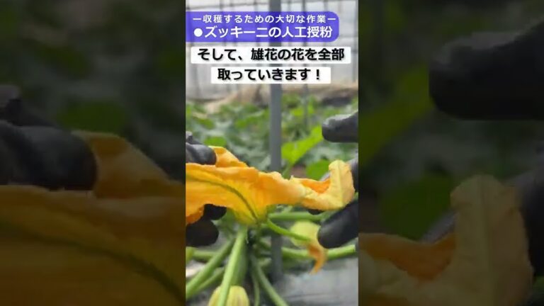 これやらないと大きくならない！ズッキーニを収穫するための大切な作業【人工授粉】【ズッキーニ栽培】【家庭菜園】【授粉方法】 #Shorts