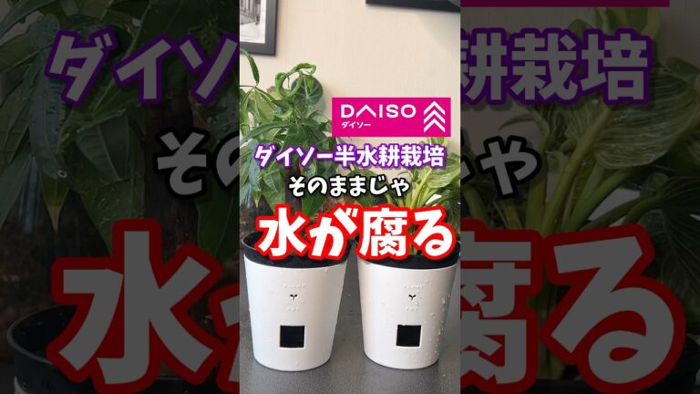 ダイソー半水耕栽培、そのままじゃ水が腐る！？semi-hydroponics  #観葉植物 #水耕栽培 #ダイソー #daiso #hydroponics
