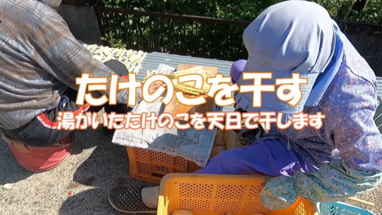 【筍】たけのこを干す