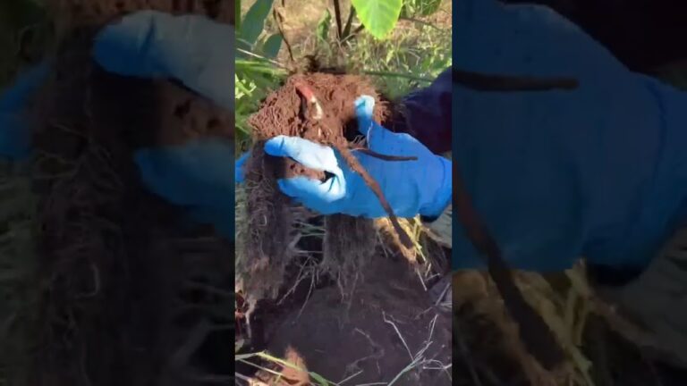 【三州生姜】を収穫しました！辛みが強く、少ない量で薬味の効果があります。