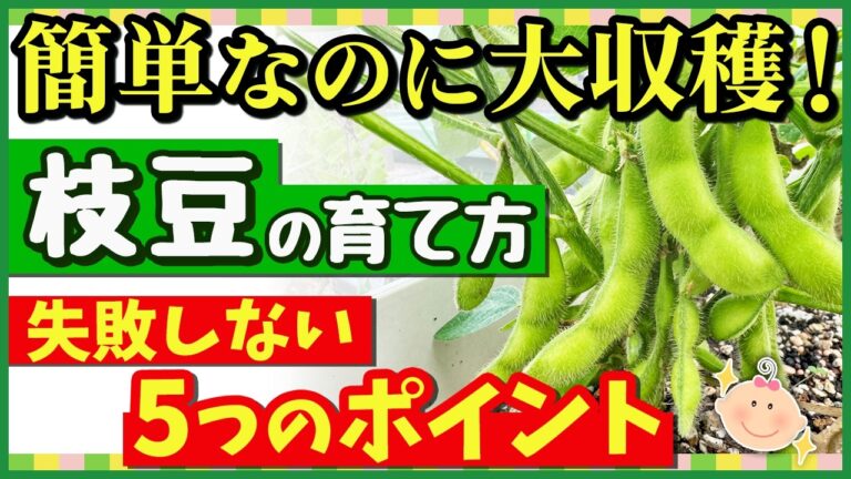 【枝豆】初めてでもたっぷり収穫できる最強の育て方！プランターOK♪失敗しないコツを徹底解説【初心者・家庭菜園｜種まき～収穫まで】