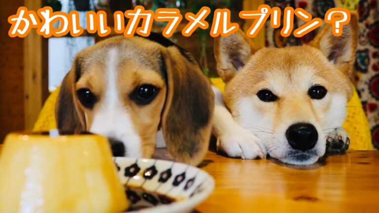 内容が全然入ってこない濃厚カスタードプリンの作り方【柴犬と弟子が可愛すぎて】How to Make Custard Pudding
