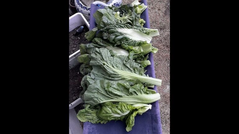 はじめての高菜漬け