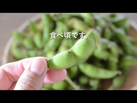 丹波篠山から直送！良質なアンビエントファームの黒枝豆がもっと美味しくなる茹で方｜プレマチャンネル