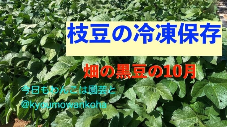 黒豆の枝豆の収穫時期と冷凍保存・今日もわんこは園芸と