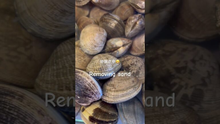 アサリ〜Fresh clams #美味しいもの#準備中#クラムチャウダーになる#yummyfood #preparation#please_subscribe