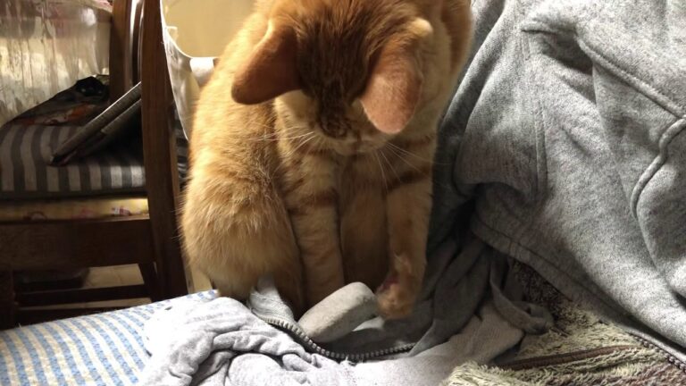 謎に石を隠す茶トラが可愛い。