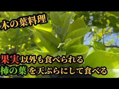 【カキ】柿の葉は天ぷらにすると美味い【野草料理】