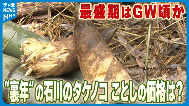 【春の味覚】“裏年”の石川のタケノコ　ことしの価格は？　 最盛期はゴールデンウイーク頃か