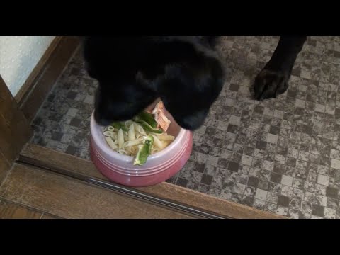 犬の手作りごはん：鮭とピーマンのペンネ