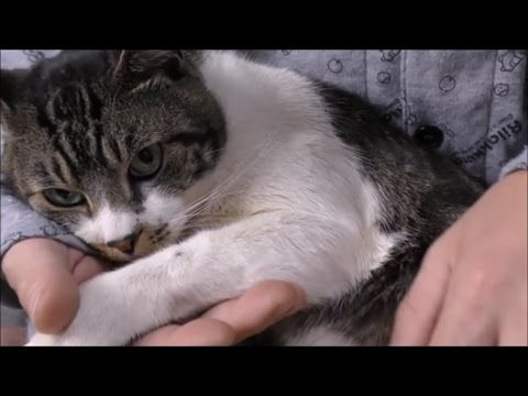 パパのお膝の上で甘えん坊猫は今日も寝る♥抱っこで幸せ・リラックスモードのリキちゃん☆ゴロゴロ喉を鳴らしてご機嫌♪【リキちゃんねる　猫動画】Cat videos キジトラ猫との暮らし