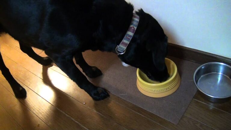 犬の手作り食～ぐり、犬ボナーラを一気食い！！