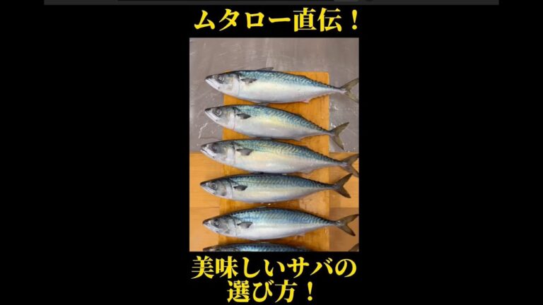 ムタロー直伝！ 美味しい サバ の 選び方 ！ #shorts