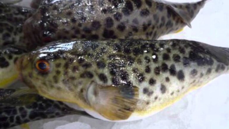 加賀料理ばん亭 今日のおすすめメニュー 【6月 ひがんふぐのてっさ】