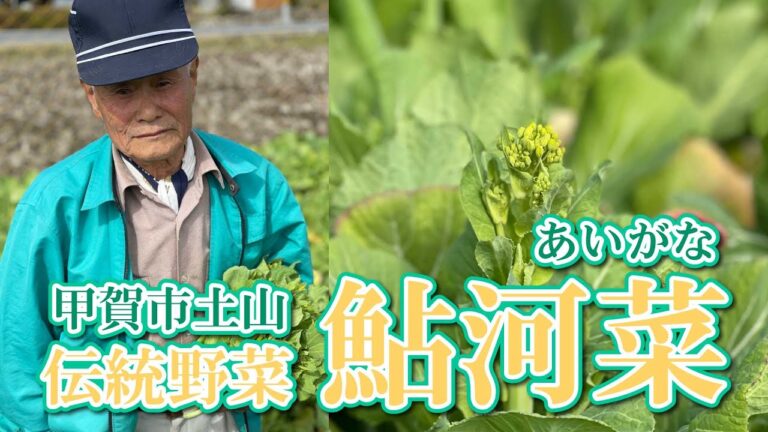 「鮎河の鮎河菜と真鯛のアクアパッツァおにぎり」鮎河菜の生産者さんを訪ねて