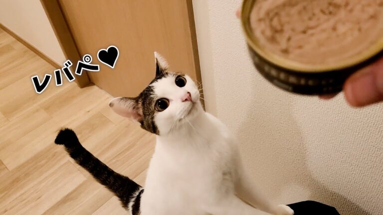 お行儀が良すぎる猫！どんなにレバーペーストが大好きでも絶対に廊下では食べません
