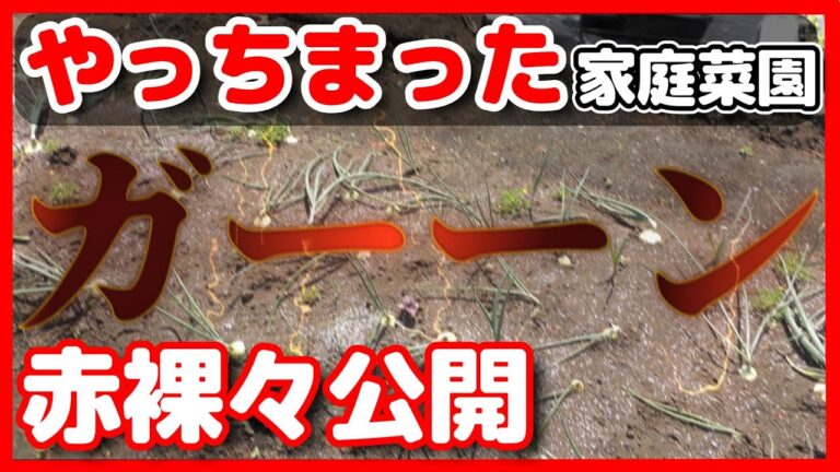 花満開で玉ねぎ育たずやっちまった！全部お見せします