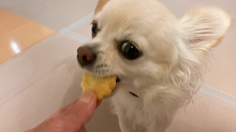 【犬が食べれるクッキー】手作りのさつまいもクッキーで、オヤツ3択してみた