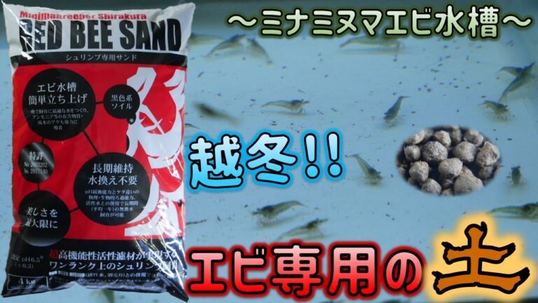 【リセット】放置していたミナミヌマエビ水槽を、シュリンプ専用ソイルで立ち上げてみた。ミニマブリーダーシラクラ レッドビーサンド【ふぶきテトラ】
