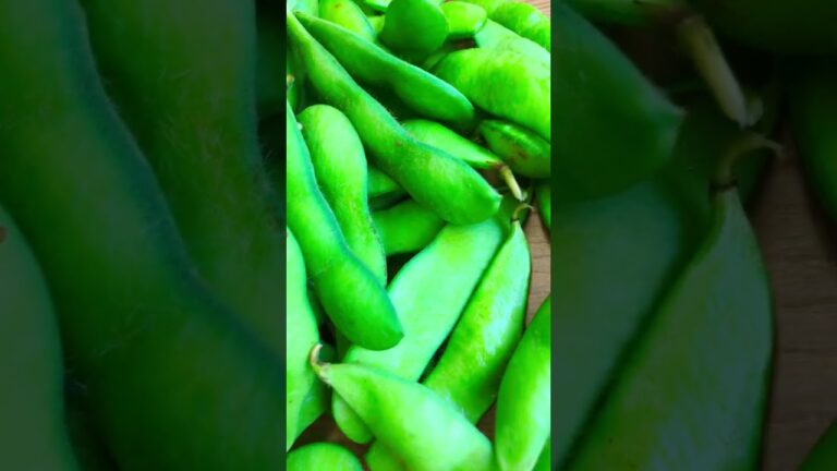 収穫後すぐの採れたての枝豆【野菜の宅配型直売所：船橋野菜】