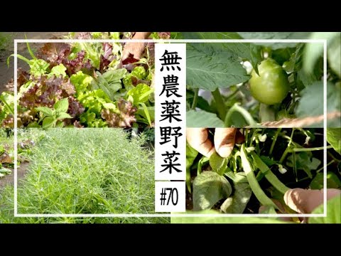 【無農薬野菜】無農薬野菜で田舎暮らし ｜トマト、モロッコ、おかひじき、レタスミックス #70