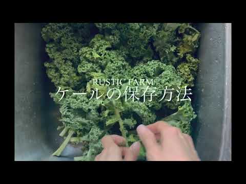 ケールの保存方法【食材を無駄なく使うアイデア】
