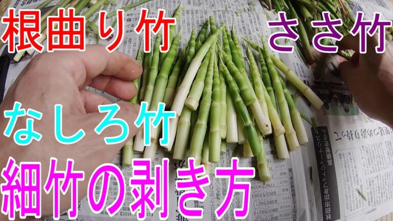 【山菜下処理】細竹の剥き方です。