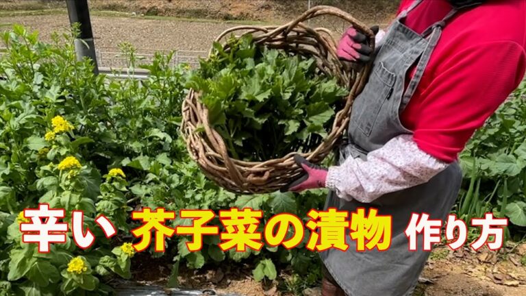 ツーンと辛いからし菜の漬物の作り方＃からし菜の漬物