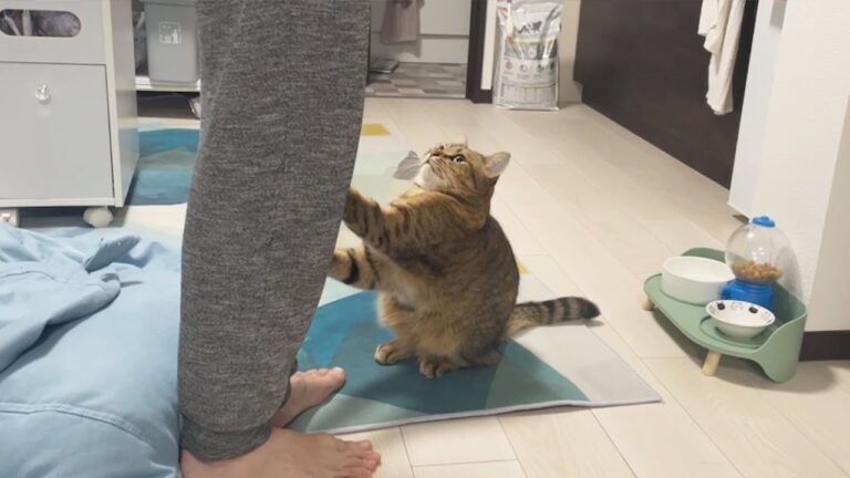 毛玉に変形しながらパパにご飯をおねだりする猫