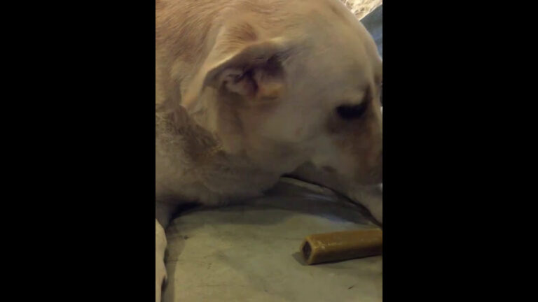 自分のおやつが届いて喜ぶ犬