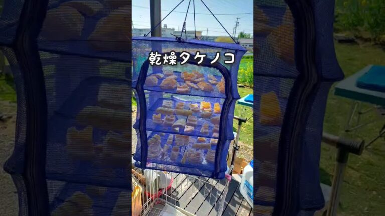 乾燥タケノコ良いね!来季はもっとやろっと❤