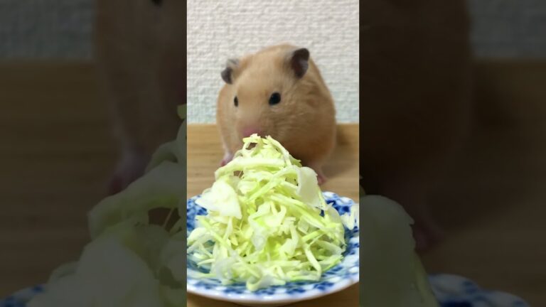 山盛りキャベツに塩対応でこれがほんとの塩キャベツ